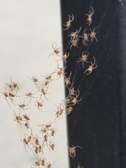 Latrodectus geometricus