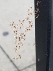 Latrodectus geometricus