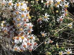 Diplostephium ericoides