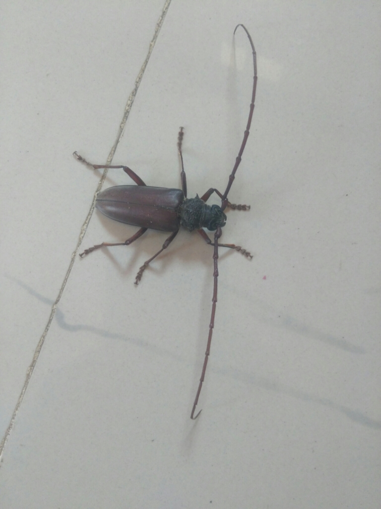 Neoplocaederus ferrugineus