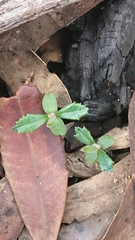 Banksia penicillata