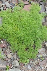 Artemisia santolinifolia