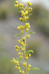 Artemisia santolinifolia