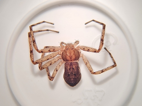 Philodromus vulgaris photo 2