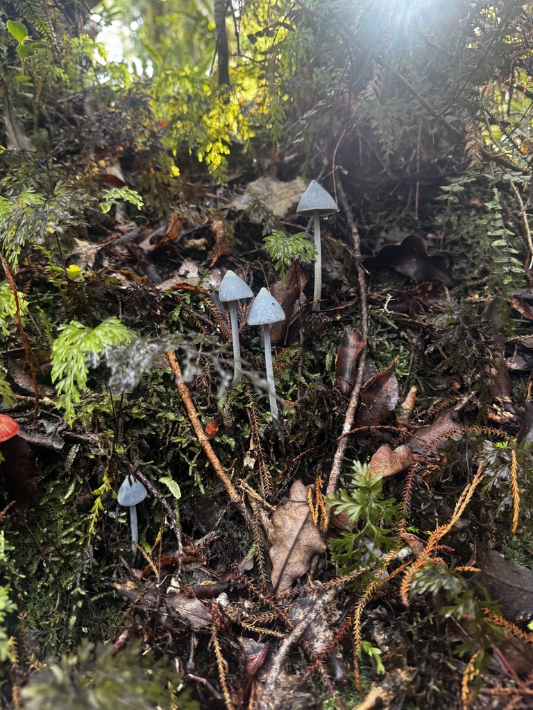 Entoloma hochstetteri · May 2026 · photo: © josh_sutton (iNaturalist, cc-by)
