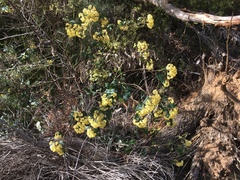 Pomaderris elliptica