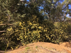 Pomaderris elliptica