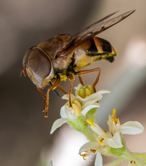 Copestylum macrocephalum