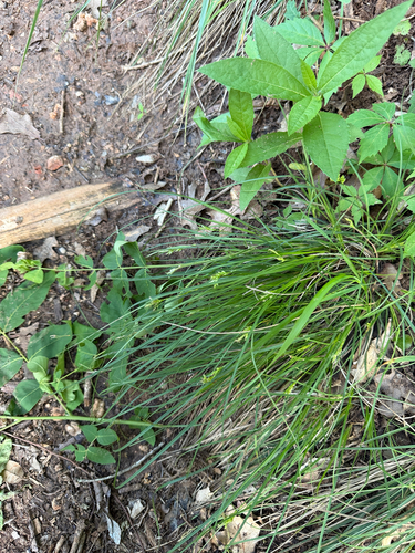 Carex planostachys, photograph 5