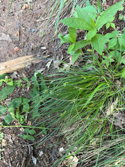 Carex planostachys, photograph (c) IDClaire, some rights reserved (CC BY)