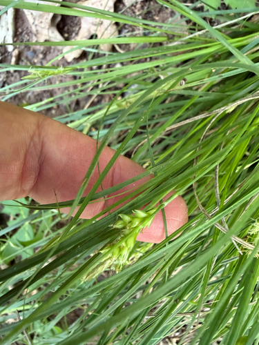 Carex planostachys, photograph 4