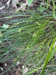 Carex planostachys, photograph (c) IDClaire, some rights reserved (CC BY)