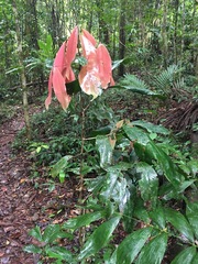 Endiandra microneura