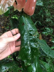 Endiandra microneura