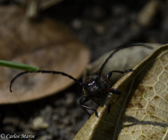 Lissonotus flavocinctus