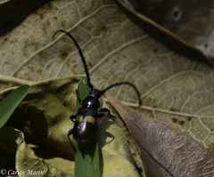 Lissonotus flavocinctus