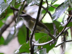 Pachycephala simplex