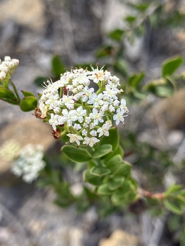 Platysace lanceolata observed 2026-05-03