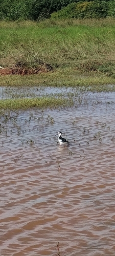 Black-necked Stilt