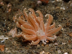 Phyllodesmium