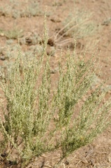 Artemisia terrae-albae