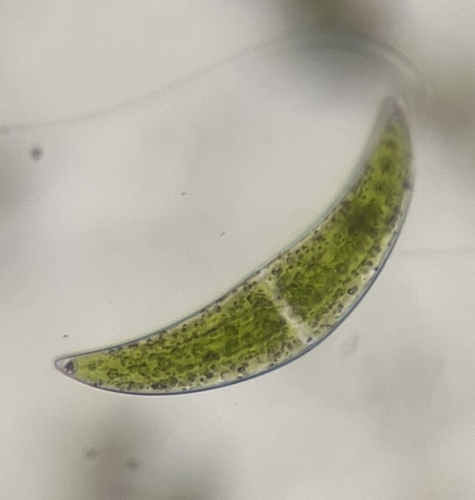 Closterium ehrenbergii, 2026-04-26
