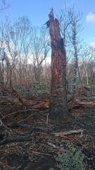 Eucalyptus dalrympleana