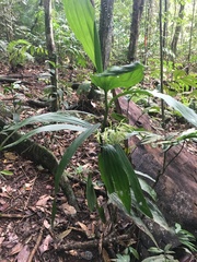 Corymborkis veratrifolia