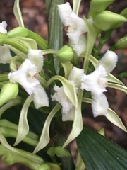 Corymborkis veratrifolia