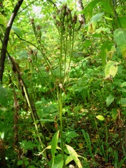 Saussurea latifolia
