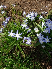 Scilla luciliae