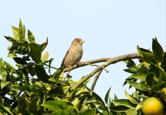 Passer domesticus