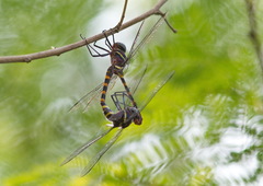 Epophthalmia frontalis