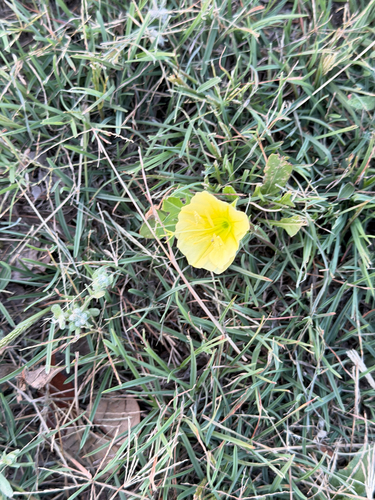Oenothera triloba, photograph 4