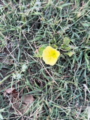 Oenothera triloba, photograph (c) IDClaire, some rights reserved (CC BY)