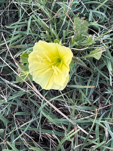 Oenothera triloba, photograph 3
