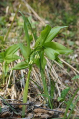 Polygonatum latifolium