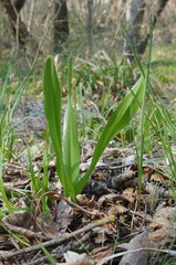 Colchicum umbrosum
