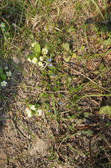 Veronica umbrosa