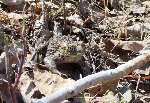 Boreal Toad