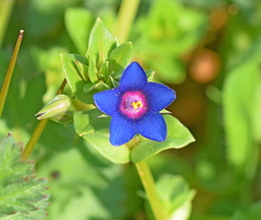Lysimachia arvensis caerulea