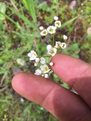 Micranthes californica