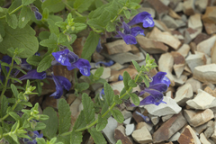 Scutellaria strigillosa