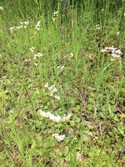 Micranthes californica