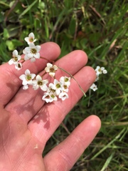 Micranthes californica