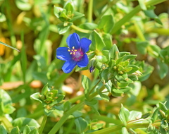 Lysimachia arvensis caerulea