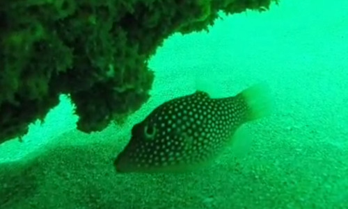 Canthigaster punctatissima