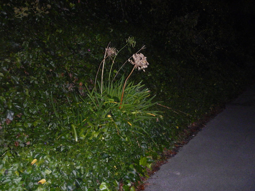 Agapanthus praecox