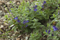 Scutellaria strigillosa