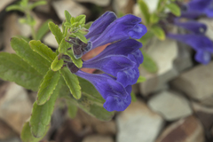 Scutellaria strigillosa